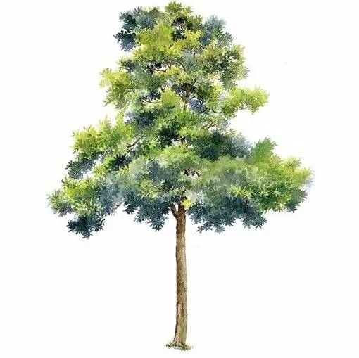 十种不同树叶的画法,五种不同树木的画法简单的