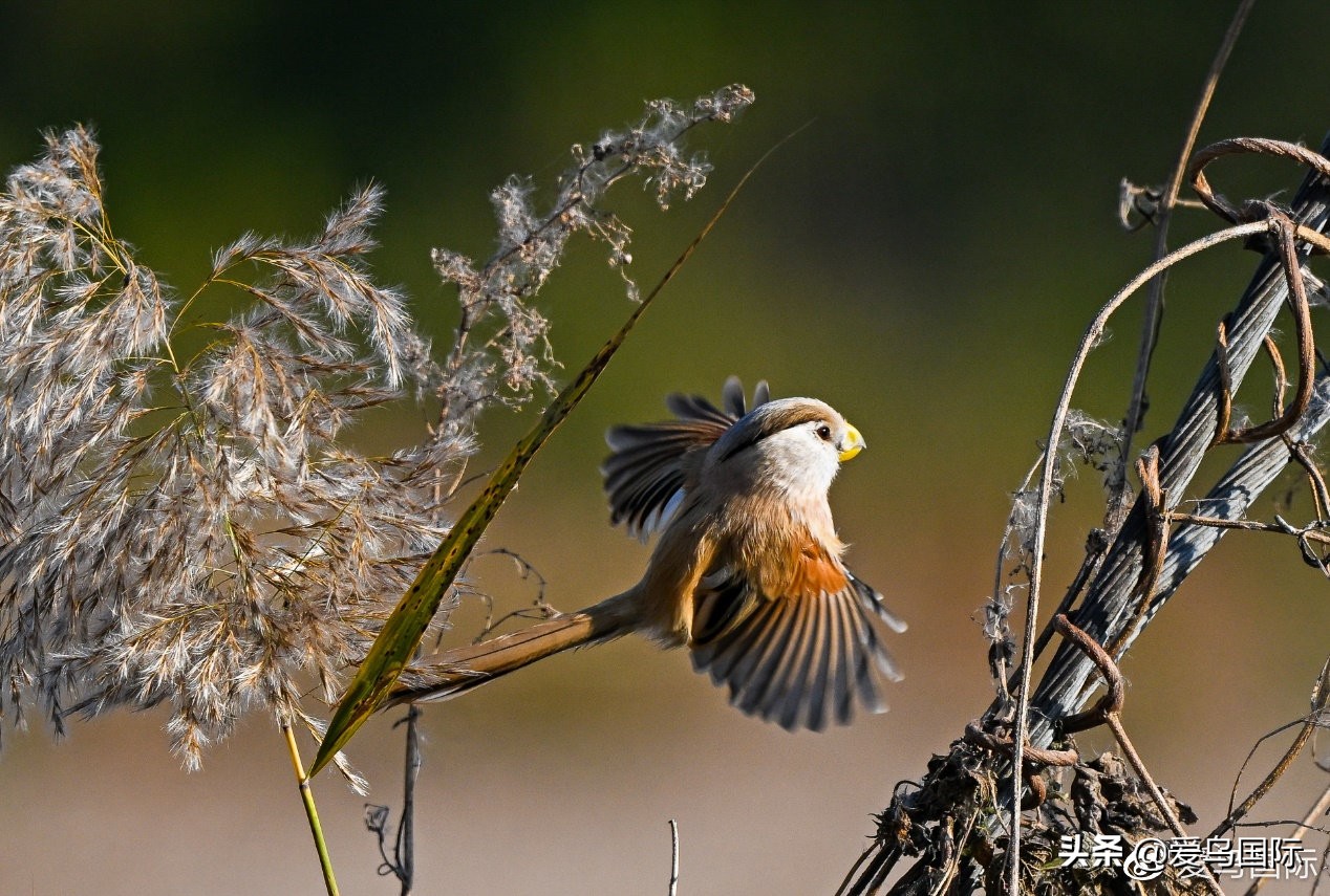 尼康z9有希望更新人像模式吗,尼康z9为什么适合打鸟