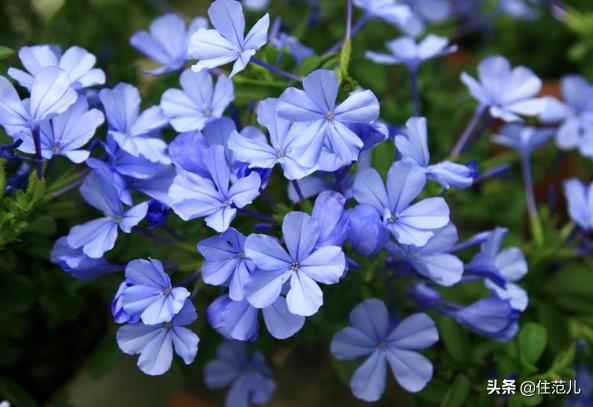 40平米阳台花园打造方法,阳台打造花园效果图大全