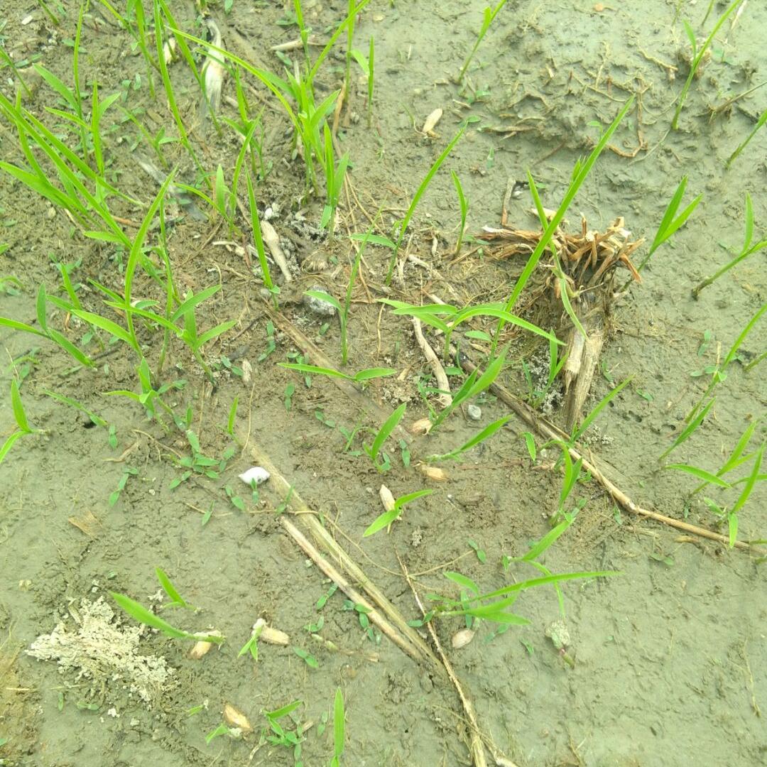 水稻直播田除草的最新方法,直播田杂草防除的主要技术方案