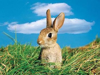 俗话说“兔子不吃窝边草”，但下一句，几乎没人知道