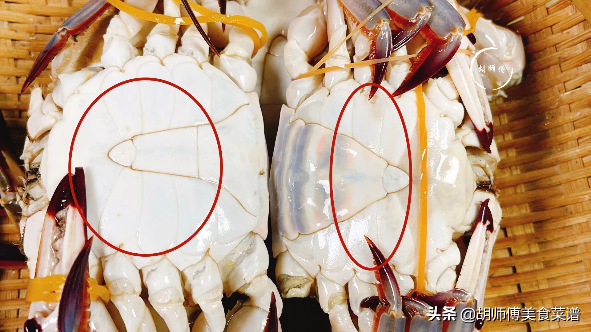 买螃蟹怎么挑是肥的,买螃蟹的时候怎么挑选肥的