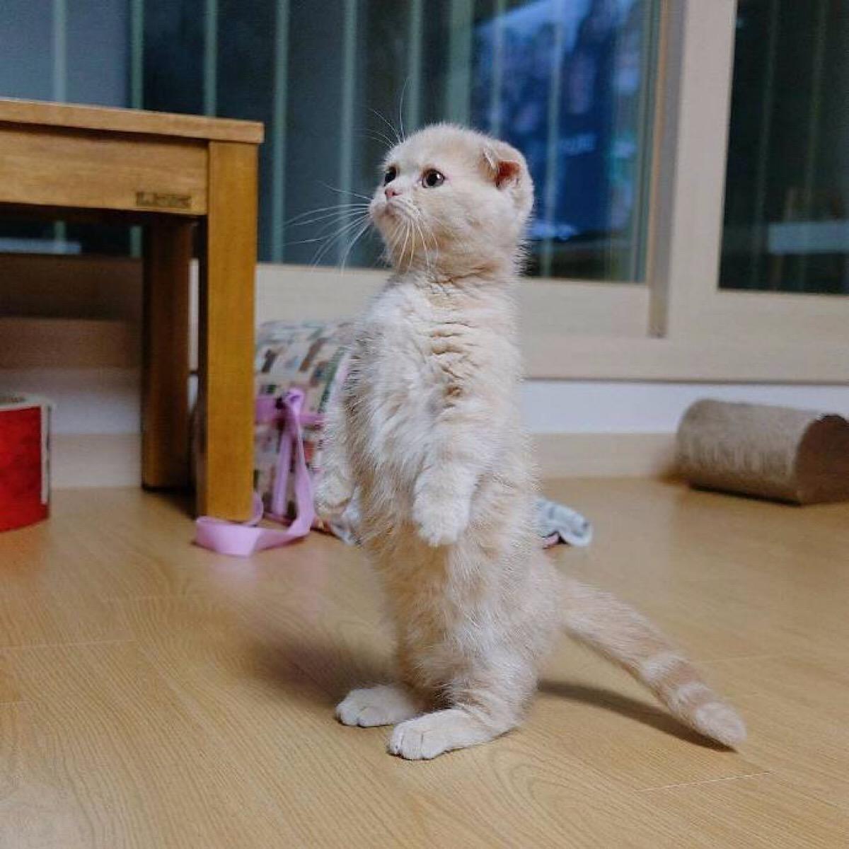 猫咪起名的三点技巧，主人正确取名更有利于爱猫与自己的情感交流