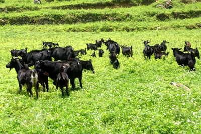 黑山羊养羊技术大全圈养,黑山羊养羊技术大全