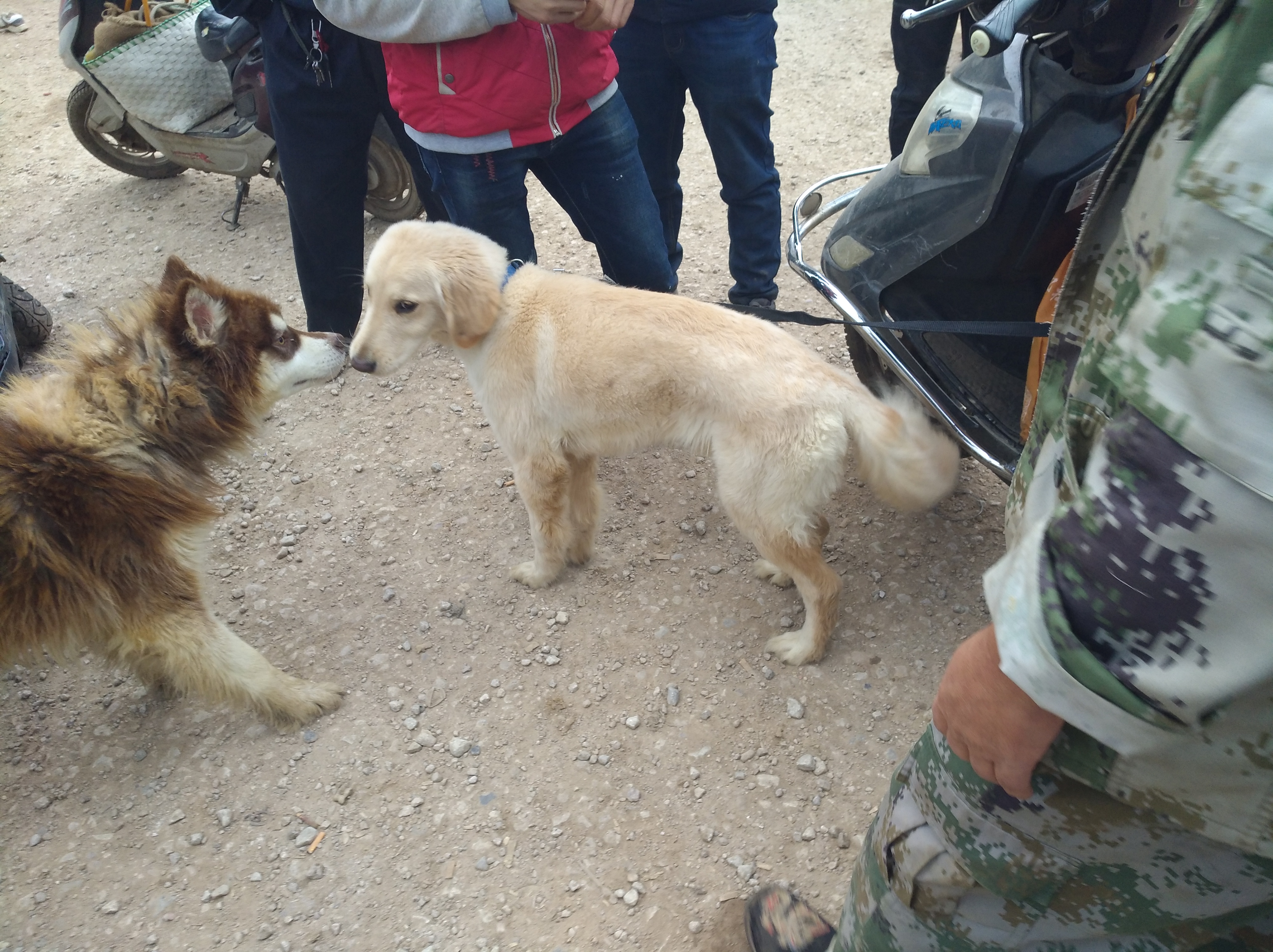 附近金毛出售近期,金毛出售1500元