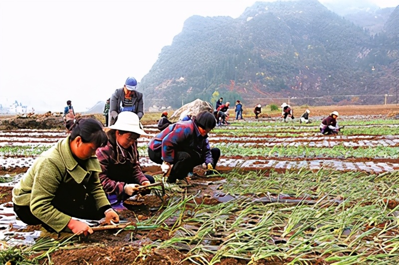 小香葱5月份可以分根种葱吗,小香葱的种植方法