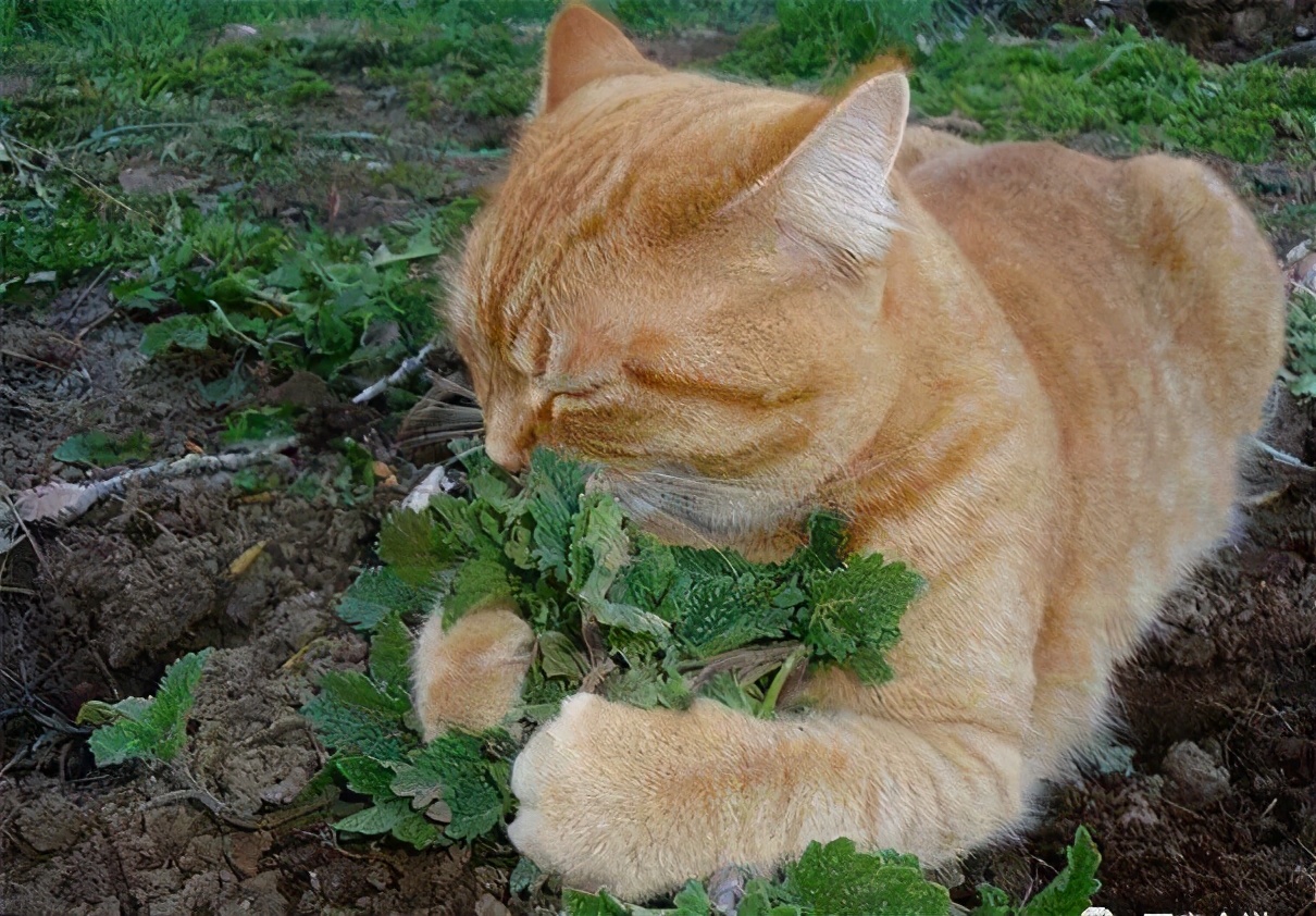 猫薄荷会让猫兴奋咬人,猫薄荷会让猫脾气暴躁吗