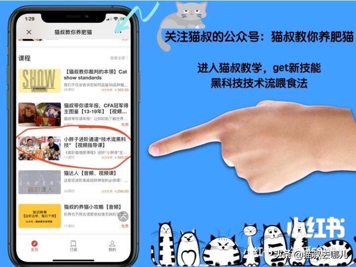 甲硝唑驱虫给猫用的剂量,养猫攻略注意事项