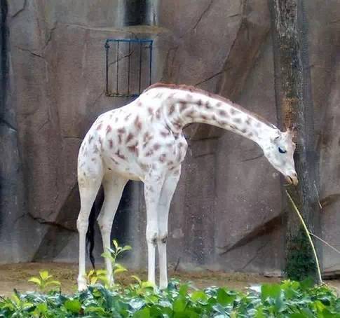 十种你肯定没见过的动物,令人惊艳的17种动物绝对罕见