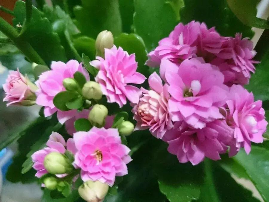 单瓣长寿花品种大全图,长寿花单瓣最好看的品种