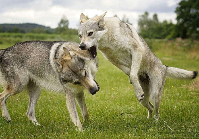 主人听见狗叫后推窗，却看见院中竟有两匹狼，报警后才知其身份