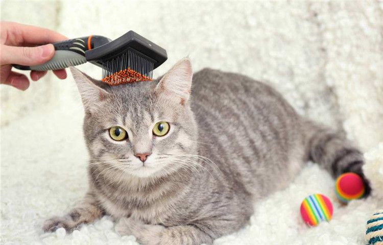 新手养猫咪多久洗一次澡合适,猫咪多少天洗一次澡比较适合