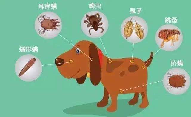 宠物常见的几个病,最严重的宠物疾病