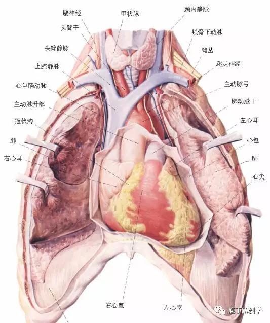 纵隔人体解剖学,纵隔解剖x线表现