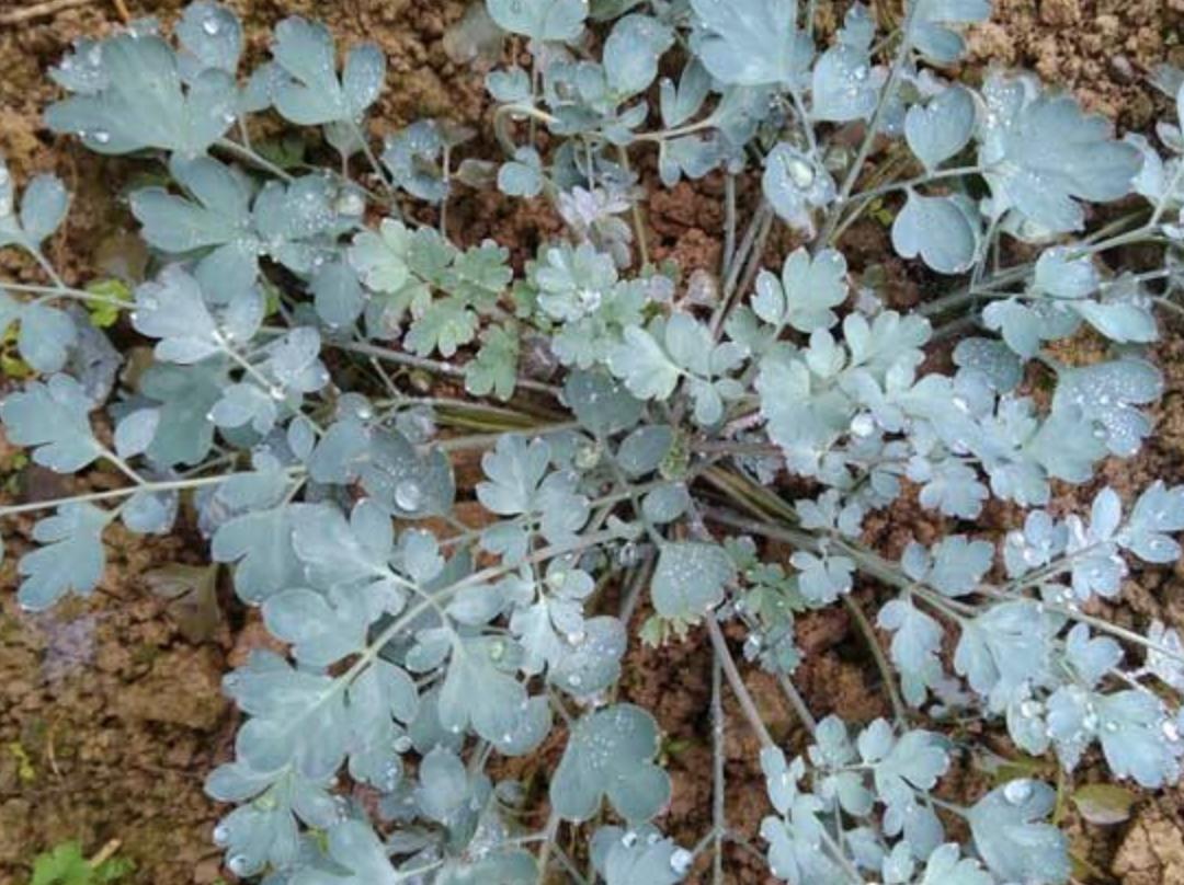 车前草金钱草岩黄连,农村路旁田埂常见的野生中草药