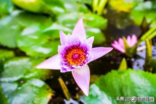 揭阳水上莲花公园,揭阳莲花景点