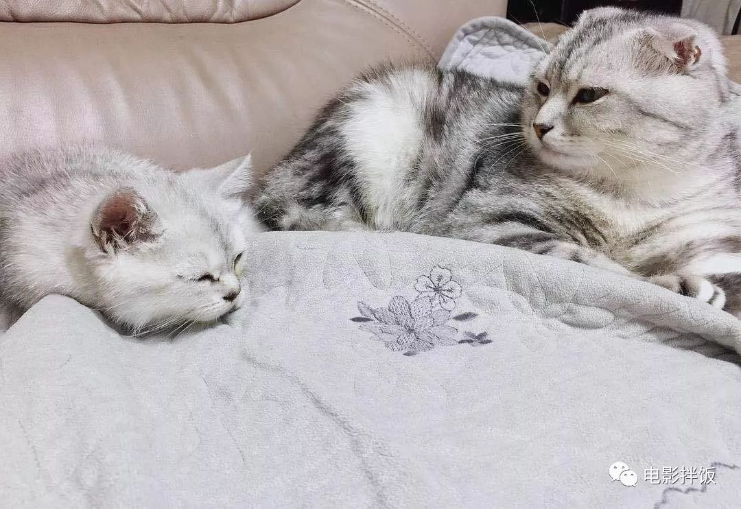 伊丽莎白圈养猫新手入门注意事项,最适合家养的猫排名养猫新手必看