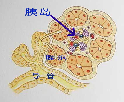 为糖尿病患者送福音的人,刚发现糖尿病就胰岛素强化治疗