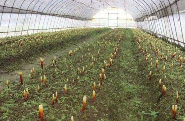 冬虫夏草神药走下神坛,冬虫夏草是神药