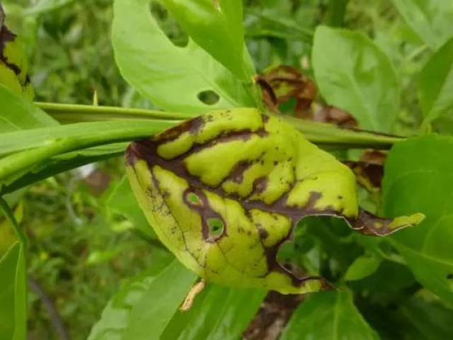 柑橘油斑病和褐斑病图片,柑橘褐斑病危害特征防治方法