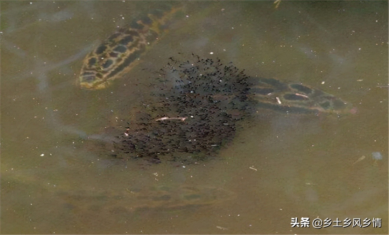 黑鱼的养殖技术大全,黑鱼养殖技术要点有哪些