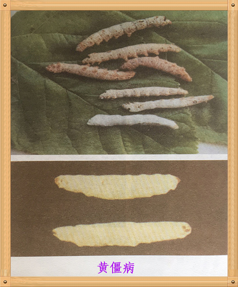 家蚕真菌病,家蚕病害的研究