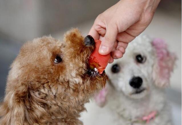 泰迪犬改善泪痕,泰迪褪色吃什么营养膏
