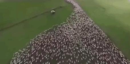 牧羊犬驱赶狼的视频,边境牧羊犬驱赶羊群震动时刻