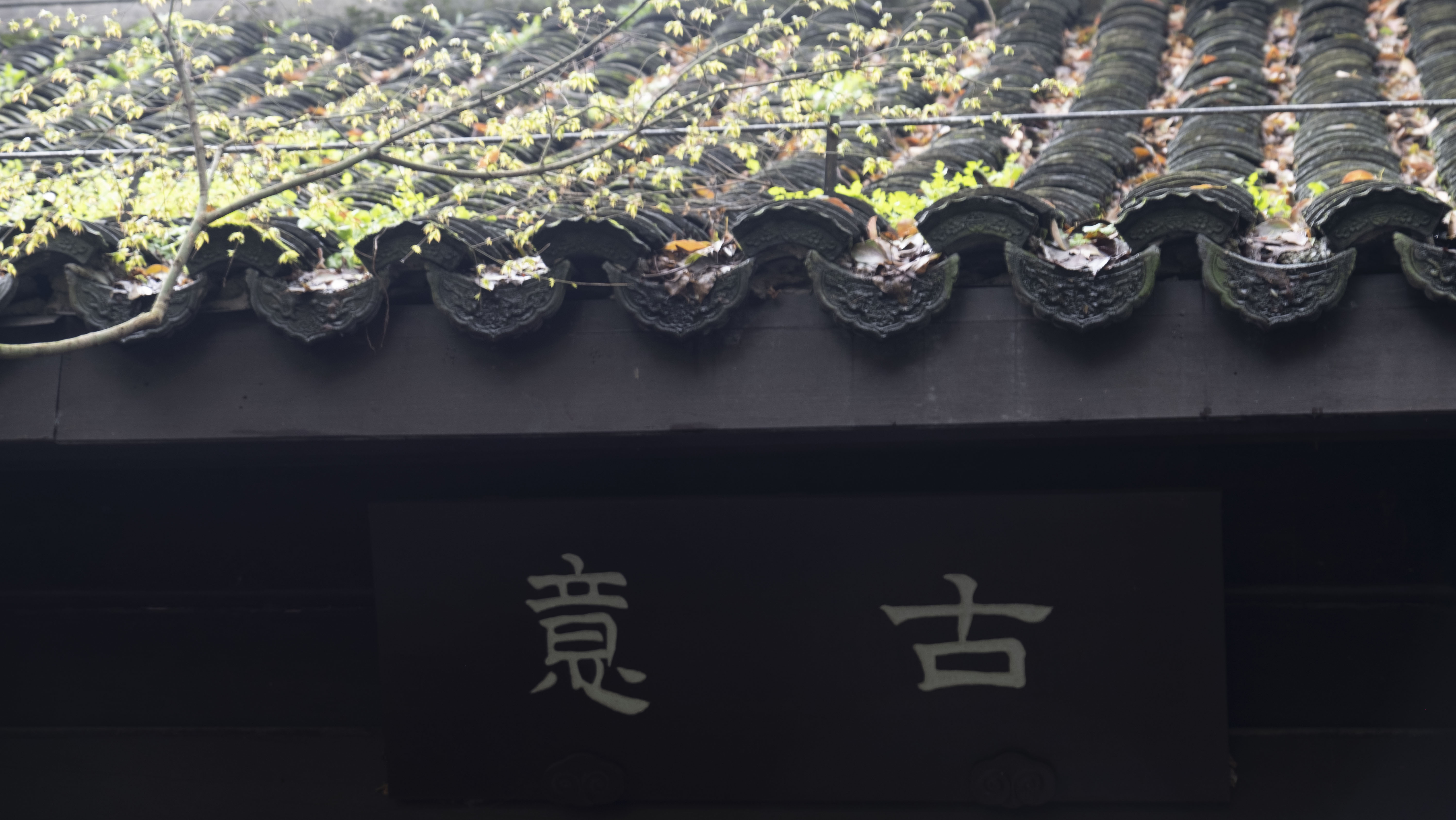 西湖龙井春茶季,龙井茶西湖明前春茶