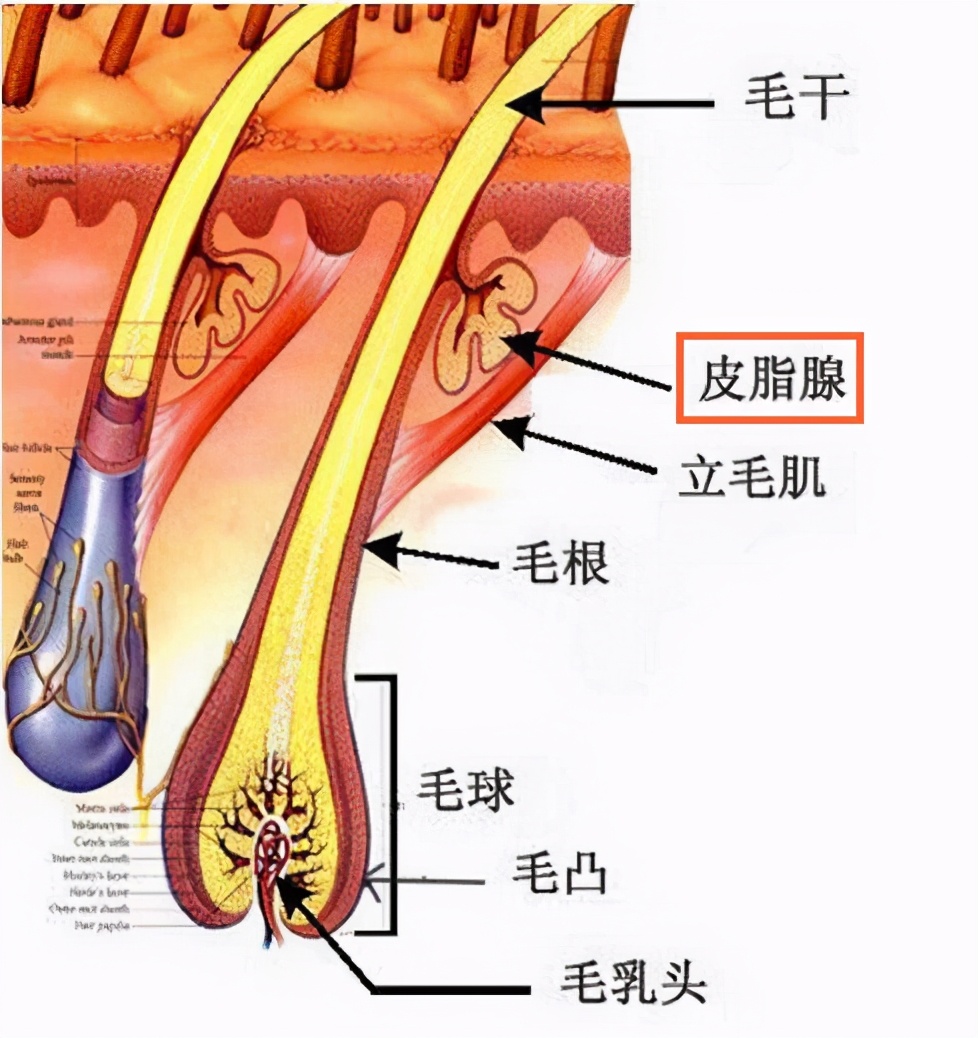 粉底液卡粉浮粉斑驳怎么办,unny粉底液干皮怎么涂不卡粉浮粉