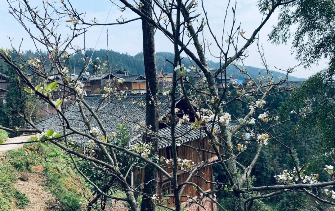 春林花多媚视频讲解,春林花多媚图片