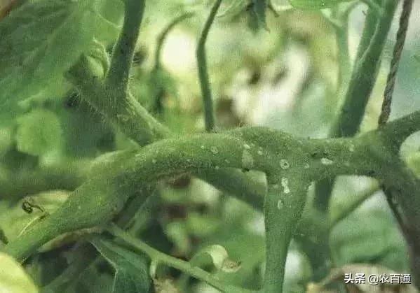 番茄叶有斑点是什么病,番茄常见病害和症状