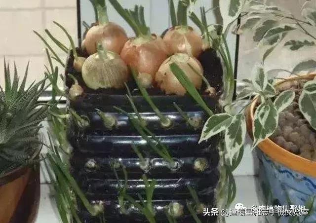 如何用油桶在阳台种菜,空油桶种菜怎样种得多
