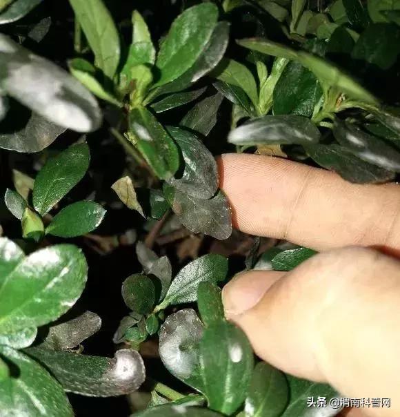 妞嶇墿鍡栧棖闀跨垎鐩嗕笉榛勫彾,鍏绘鐗╀竴涓槦鏈熶笉姝荤殑绉樻柟