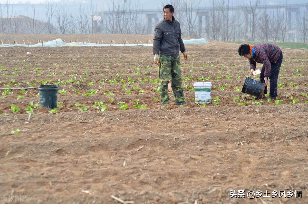 种植蔬菜长虫子怎么除掉,种蔬菜有虫怎么办