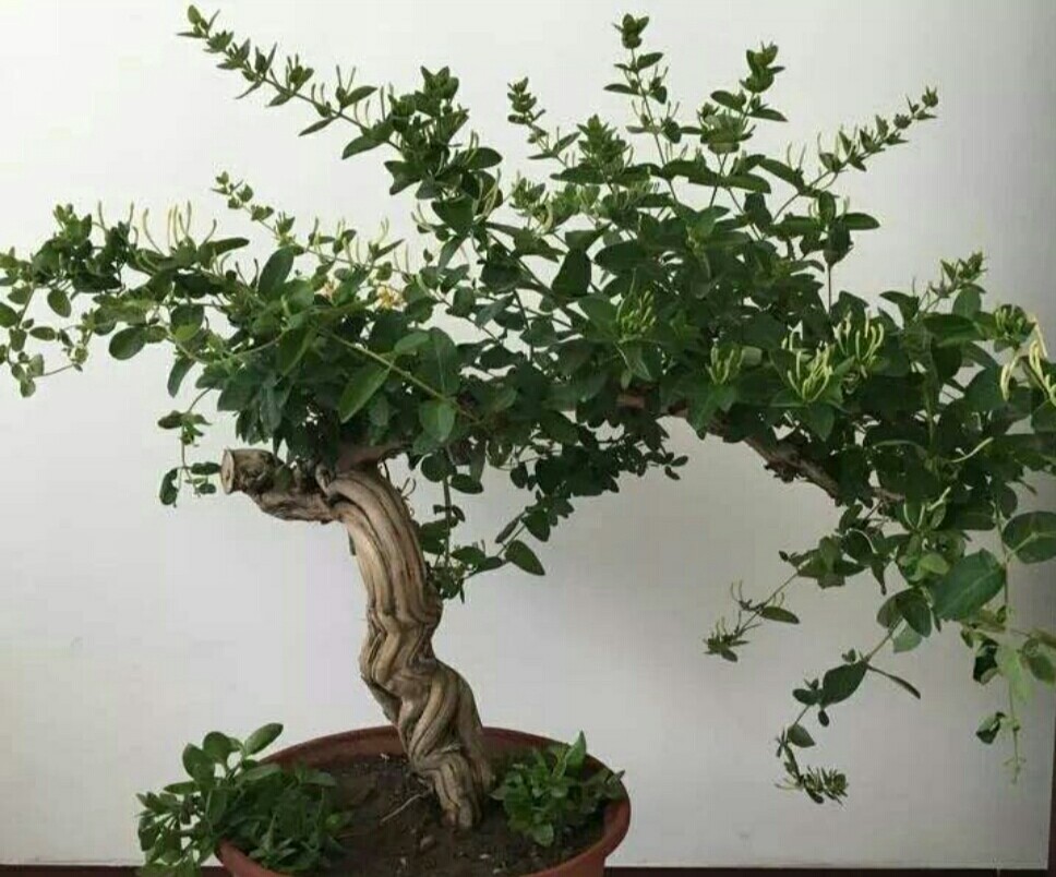 金银花老桩怎样修剪才不会疯长,盆栽金银花开过花的枝条能修剪吗