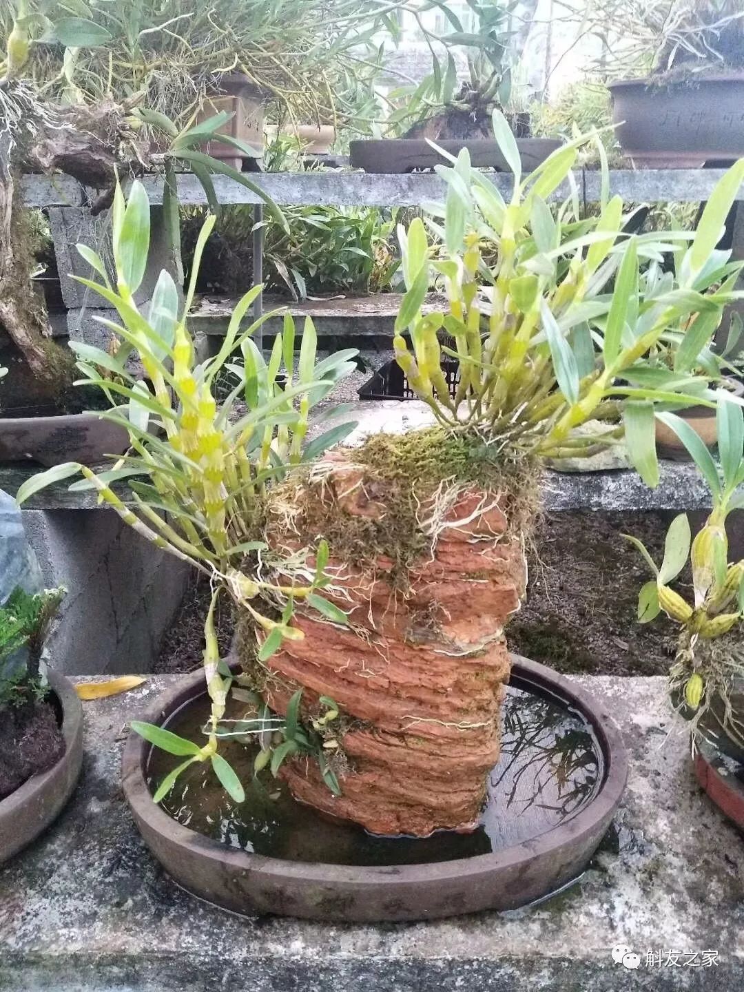 石斛兰烂根全部腐烂怎么办,石斛兰花烂根要怎么挽救