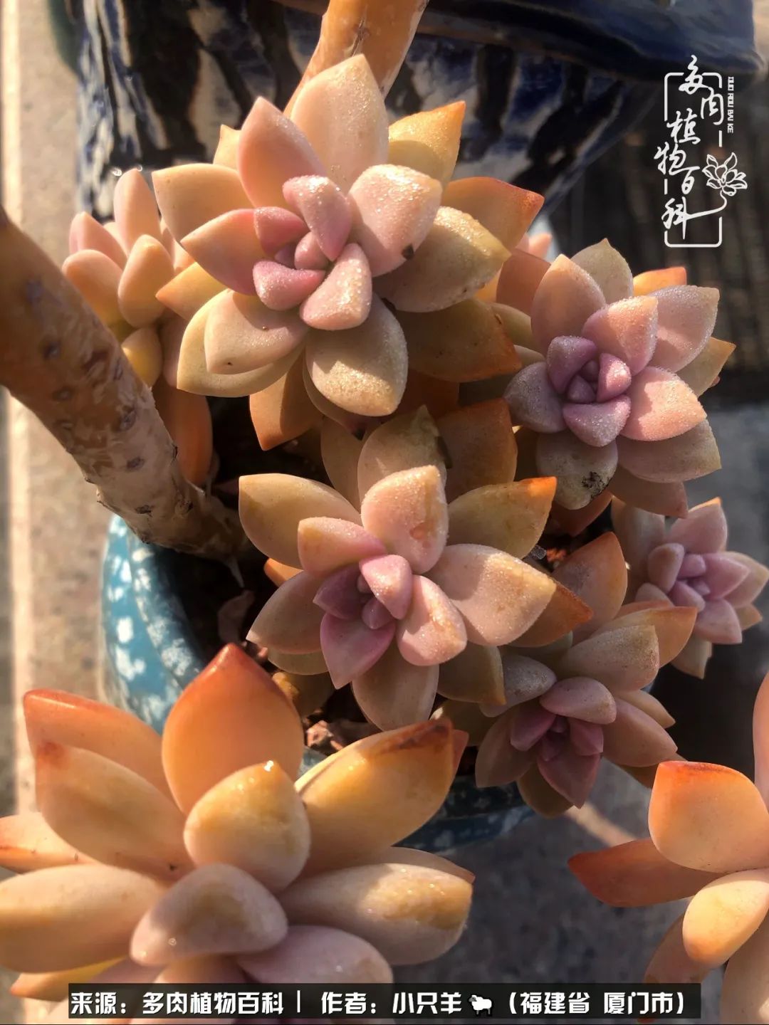 多肉像葡萄一样,多肉像铃兰一样