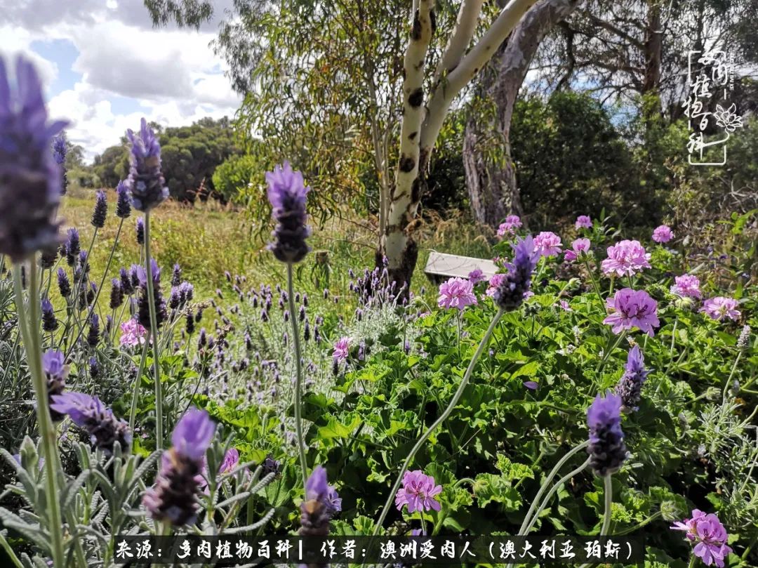 采蘑菇的小姑娘，“转行”来把多肉养