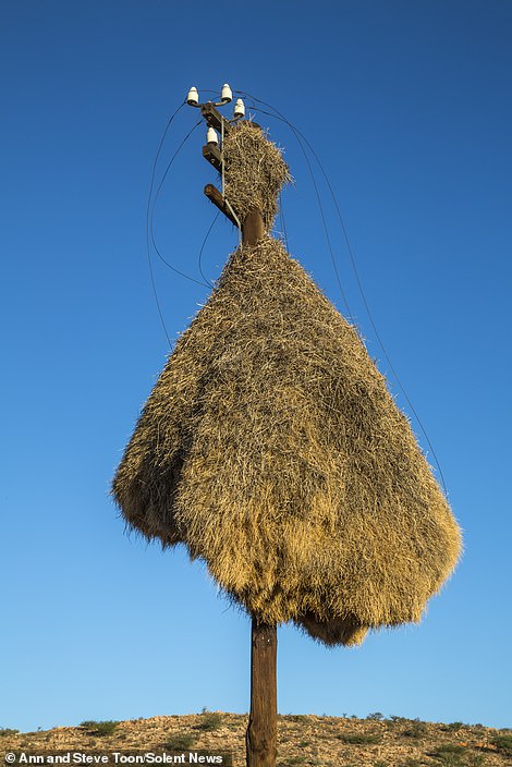 小鸟搭建鸟巢视频,最安全的鸟类鸟巢建造全过程视频
