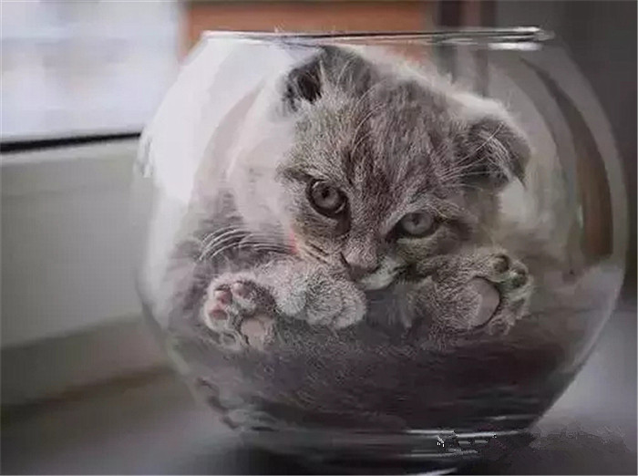 猫咪是液体做的？主人以为泡沫盒里多了根棍子，仔细一看竟是只猫