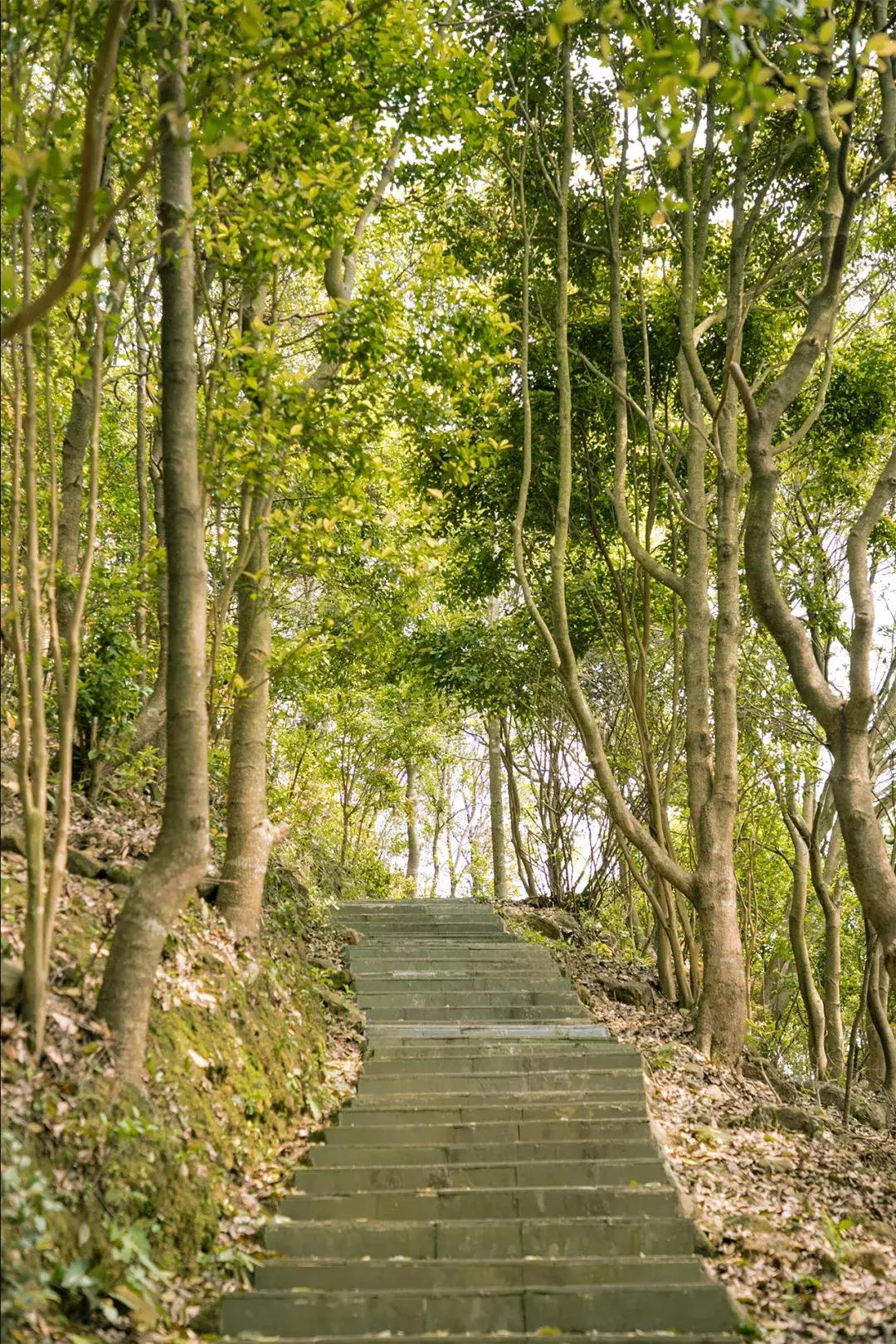 深圳十大一日游景点,深圳十大免费公园景点大全