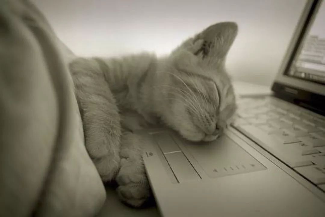 猫咪中暑四大症状预防中暑小妙招,夏天热怎么防止猫咪中暑