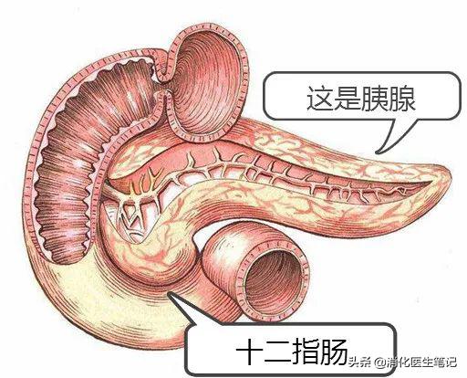 消化医生疾呼：长期酗酒者，如果不能忍受胰腺炎的痛，赶快戒酒