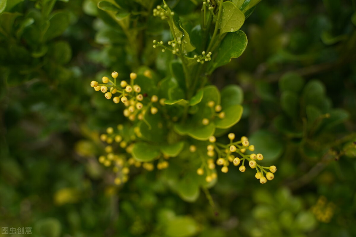 原土正宗米兰花盆栽四季开花阳台,米兰花怎么养才会长得茂盛又好看