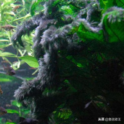 青苔能不能给鱼缸铺底,鱼缸里面青苔