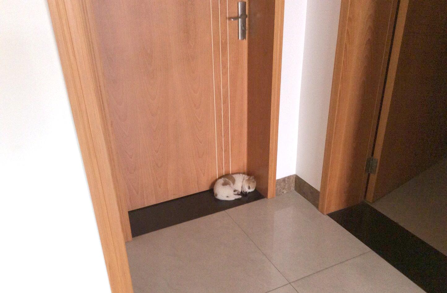 养一只很乖的狗是什么体验,养一只聪明的狗是什么体验