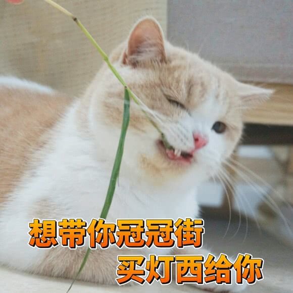 知否知否·小小樱桃人人爱，樱桃病害知多少？