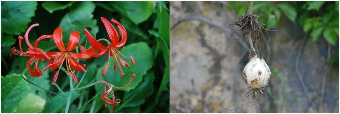 硬核整理！高清中药教材原植物彩*图色**谱（四期）