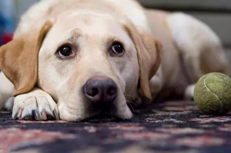 宠物急救常识书本,宠物急救雾化方法有哪些